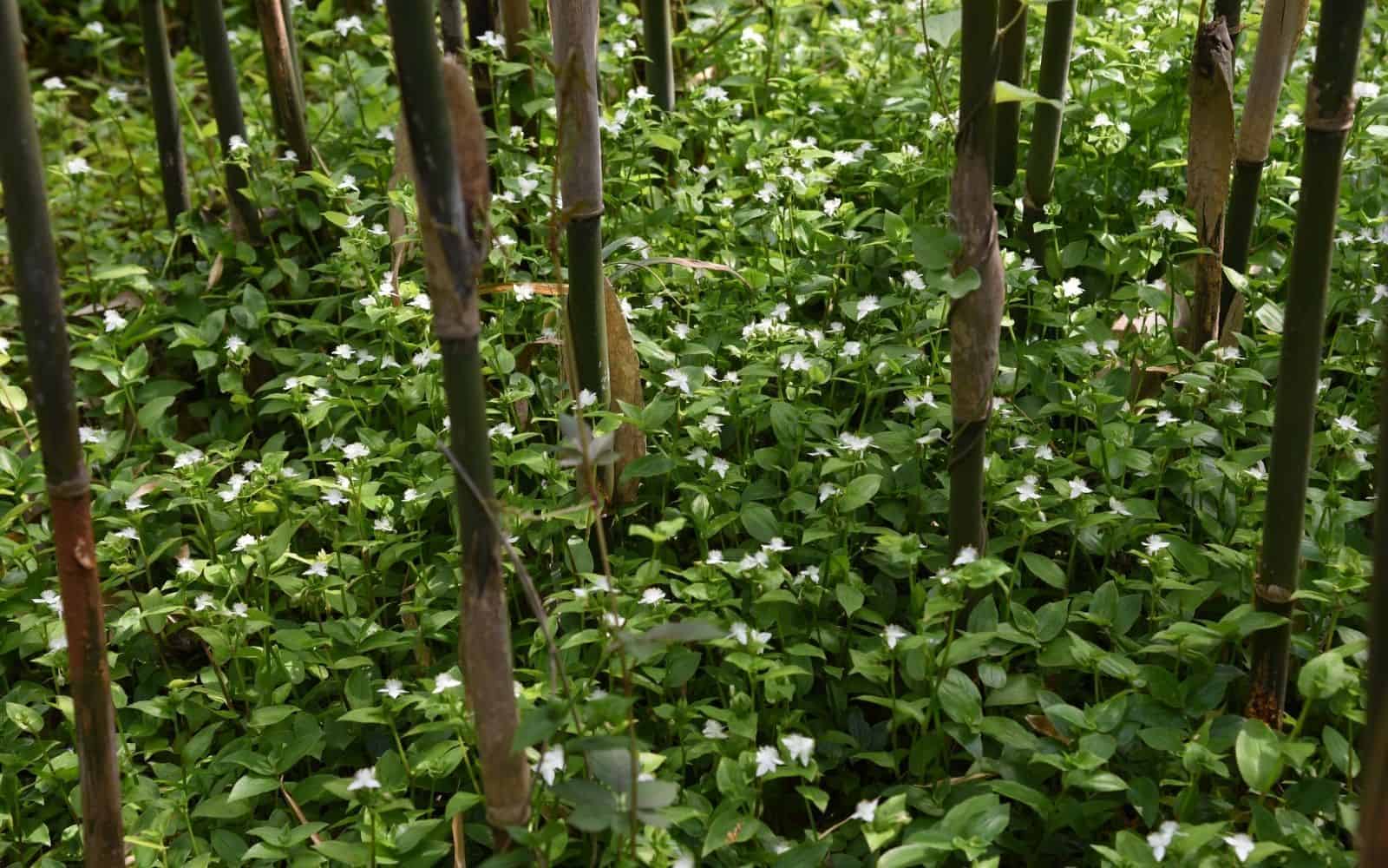 Tradescantia fluminensis in the woods in japan