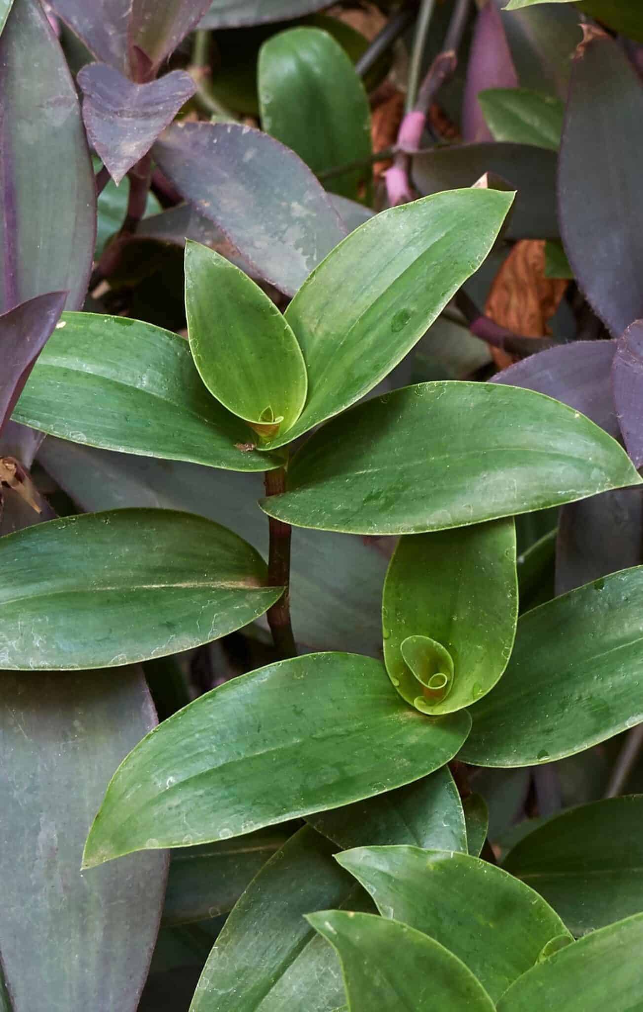 Tradescantia varieties and care 💚 🌟 Explore the vibrant world of this