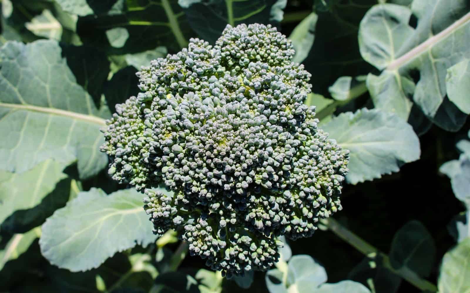 Vegetables to plant in august - broccoli