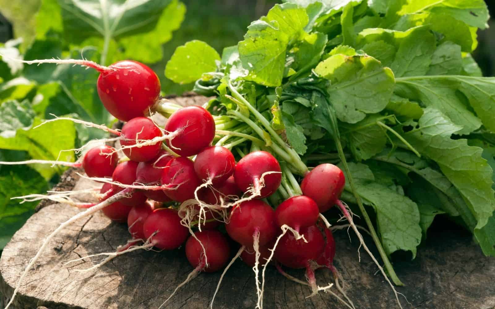 Vegetables to plant in august - radish