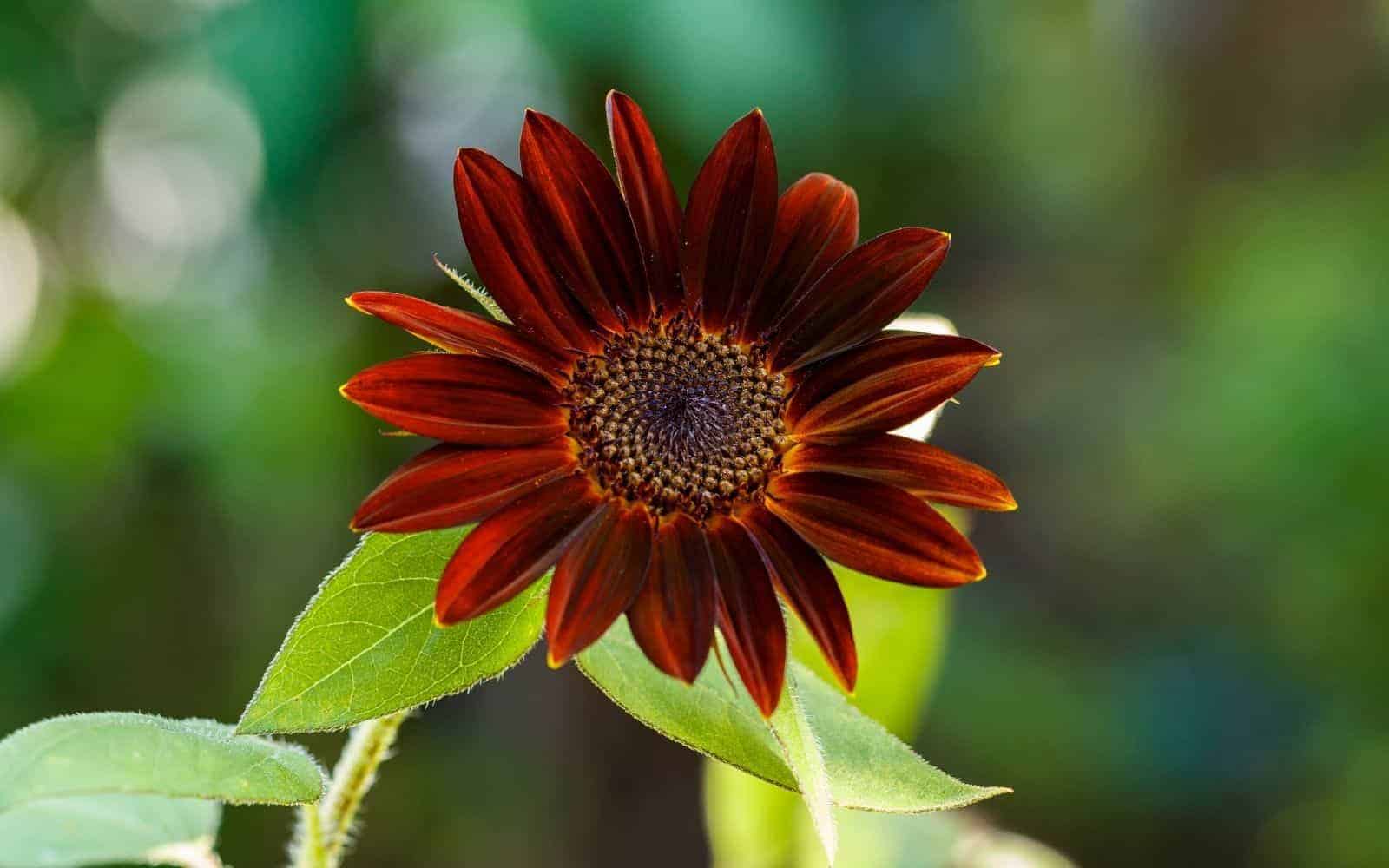 Velvet queen sunflower