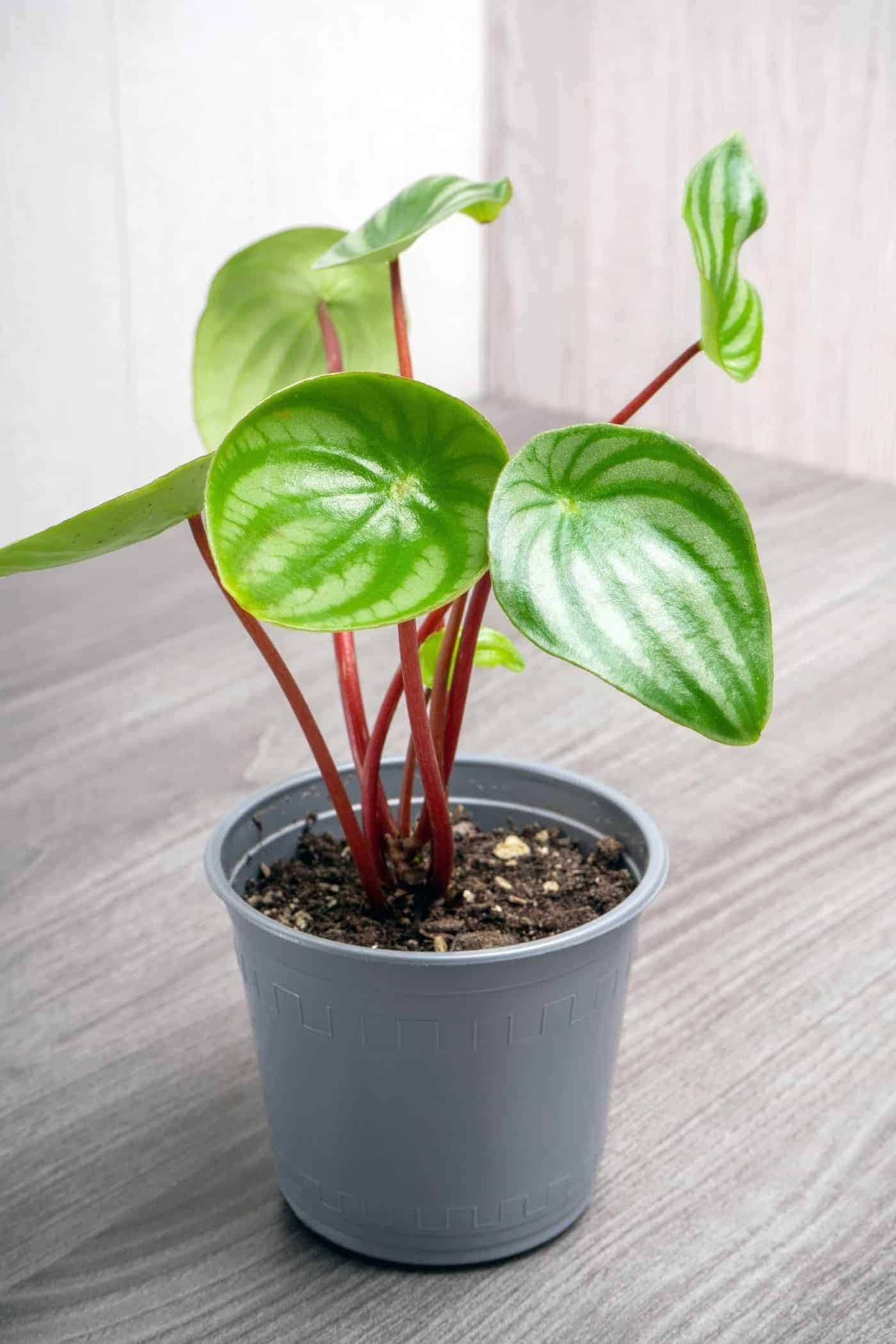 Watermelon peperomia - potted plant