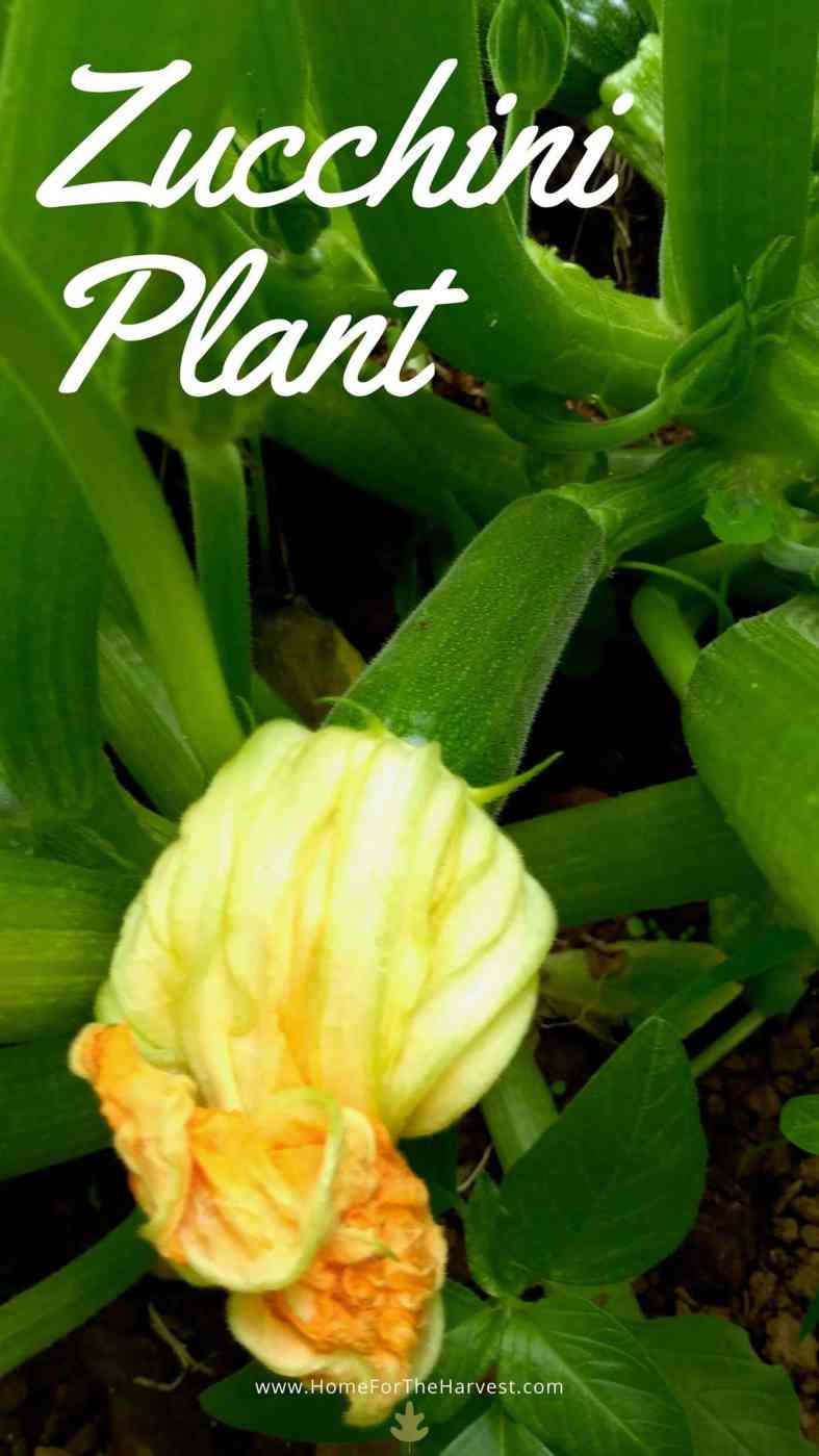 Zucchini Plant Care & Growing Guide