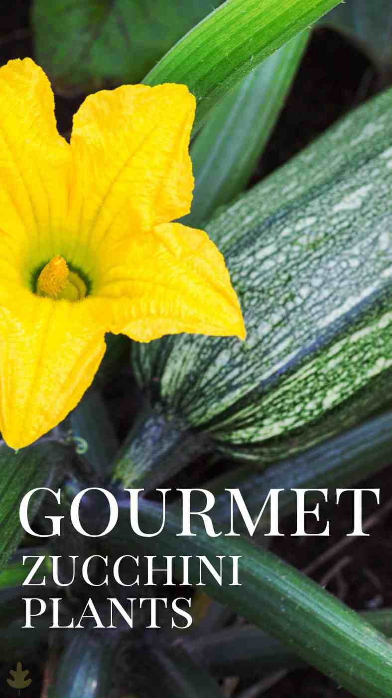 Zucchini Plant Care & Growing Guide