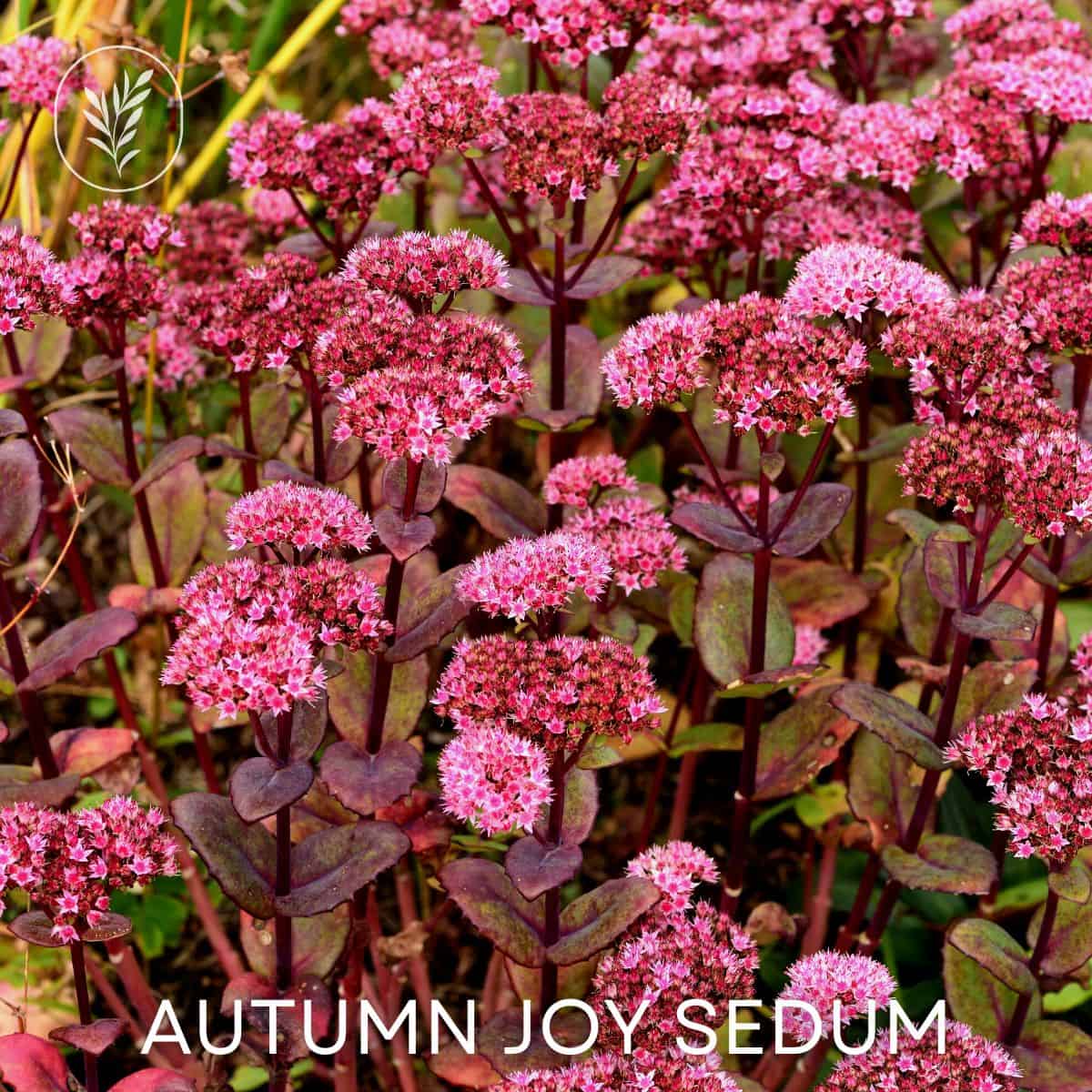 Autumn joy sedum via @home4theharvest