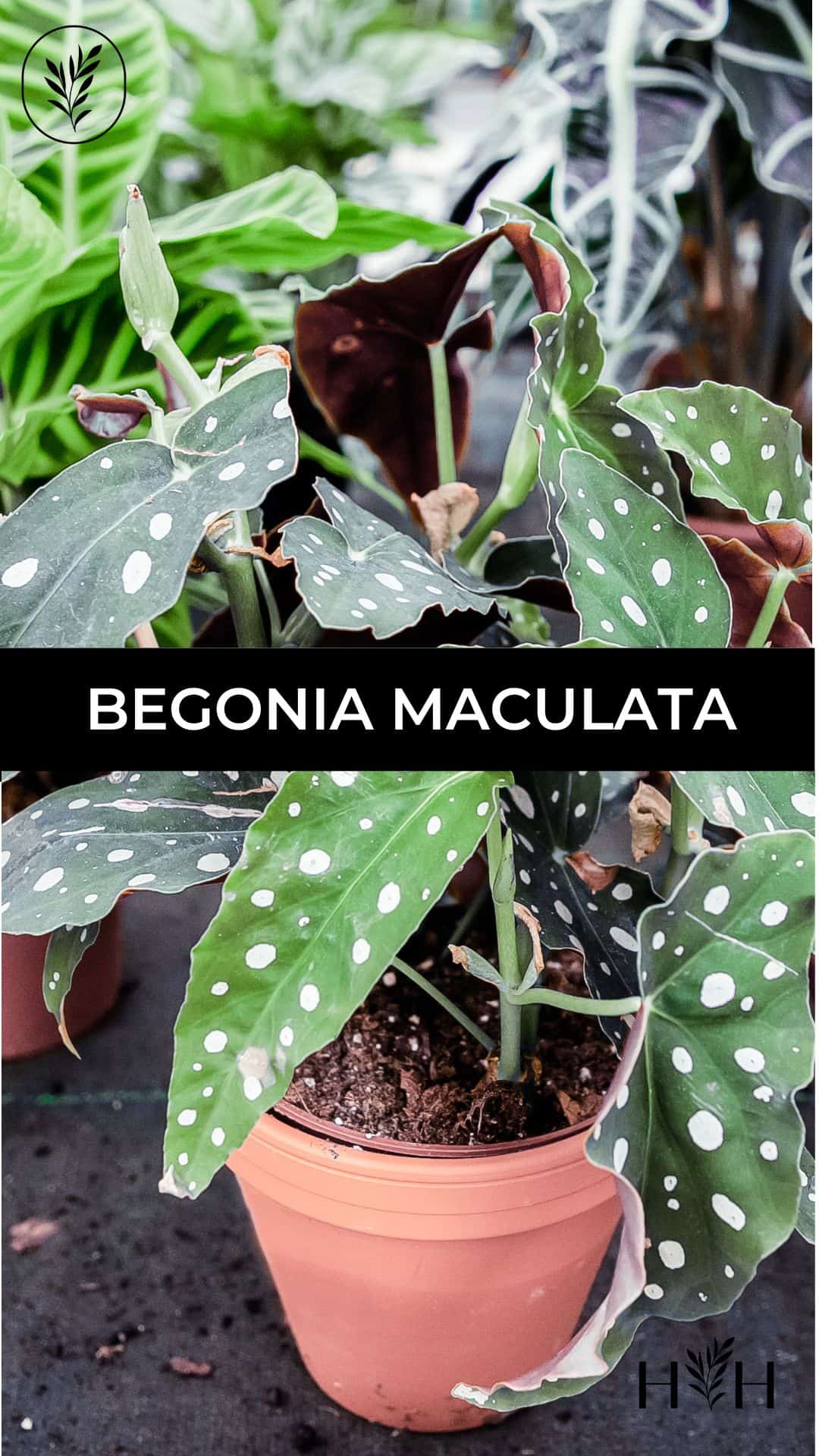 Begonia maculata via @home4theharvest