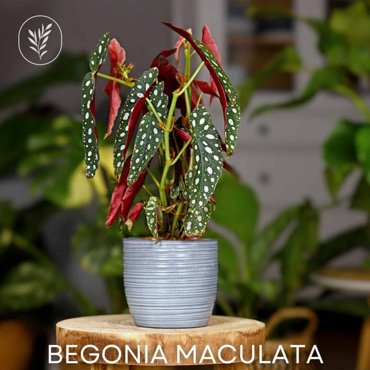 Begonia maculata via @home4theharvest