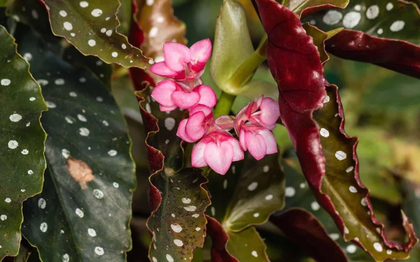 Begonia - tropical plant