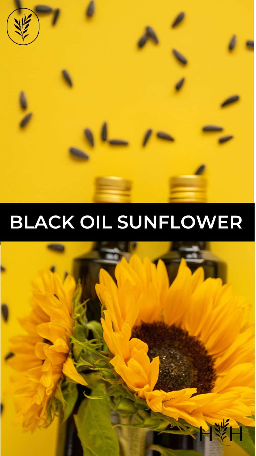 Black oil sunflower via @home4theharvest