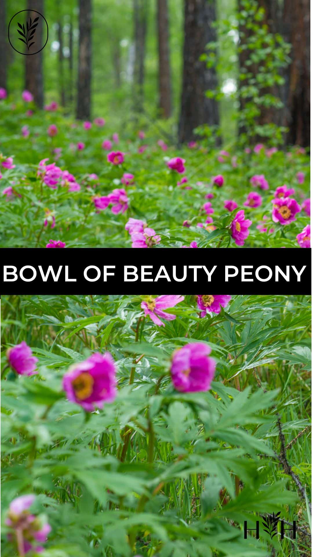Bowl of beauty peony via @home4theharvest