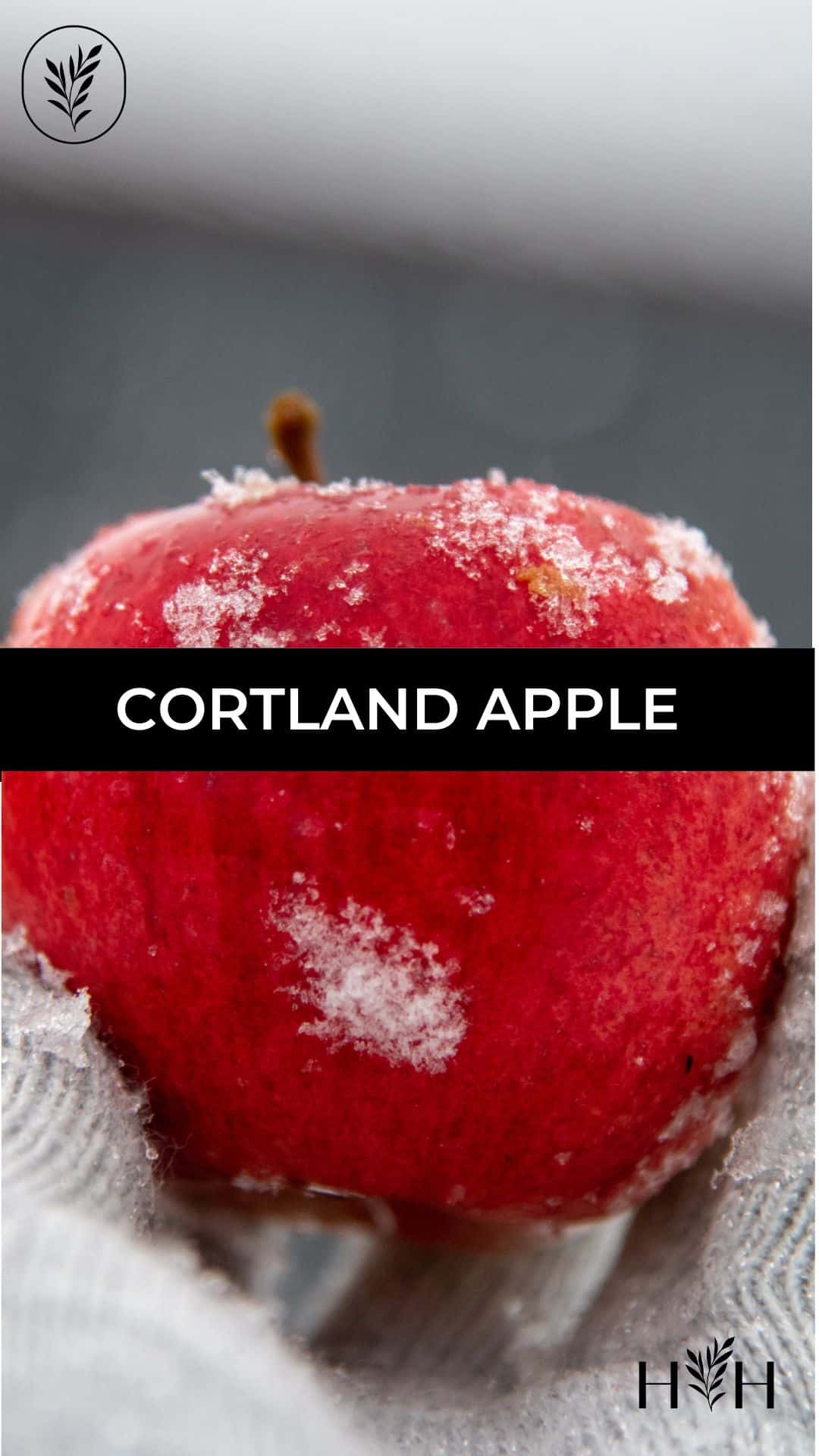 Cortland apple via @home4theharvest