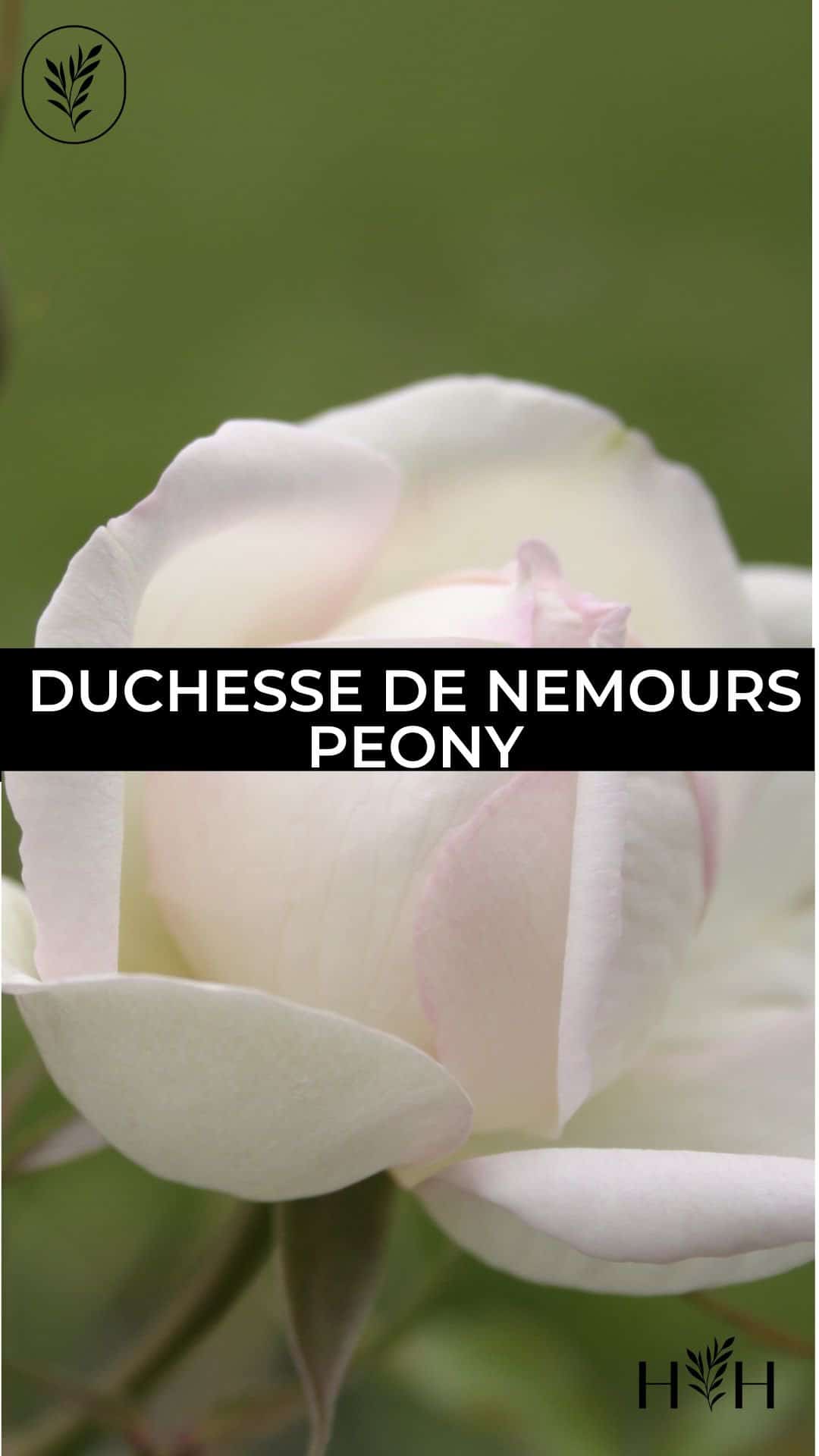 Duchesse de nemours peony via @home4theharvest