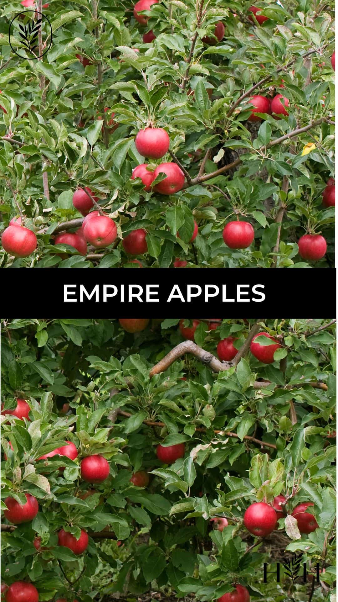 Empire apples via @home4theharvest