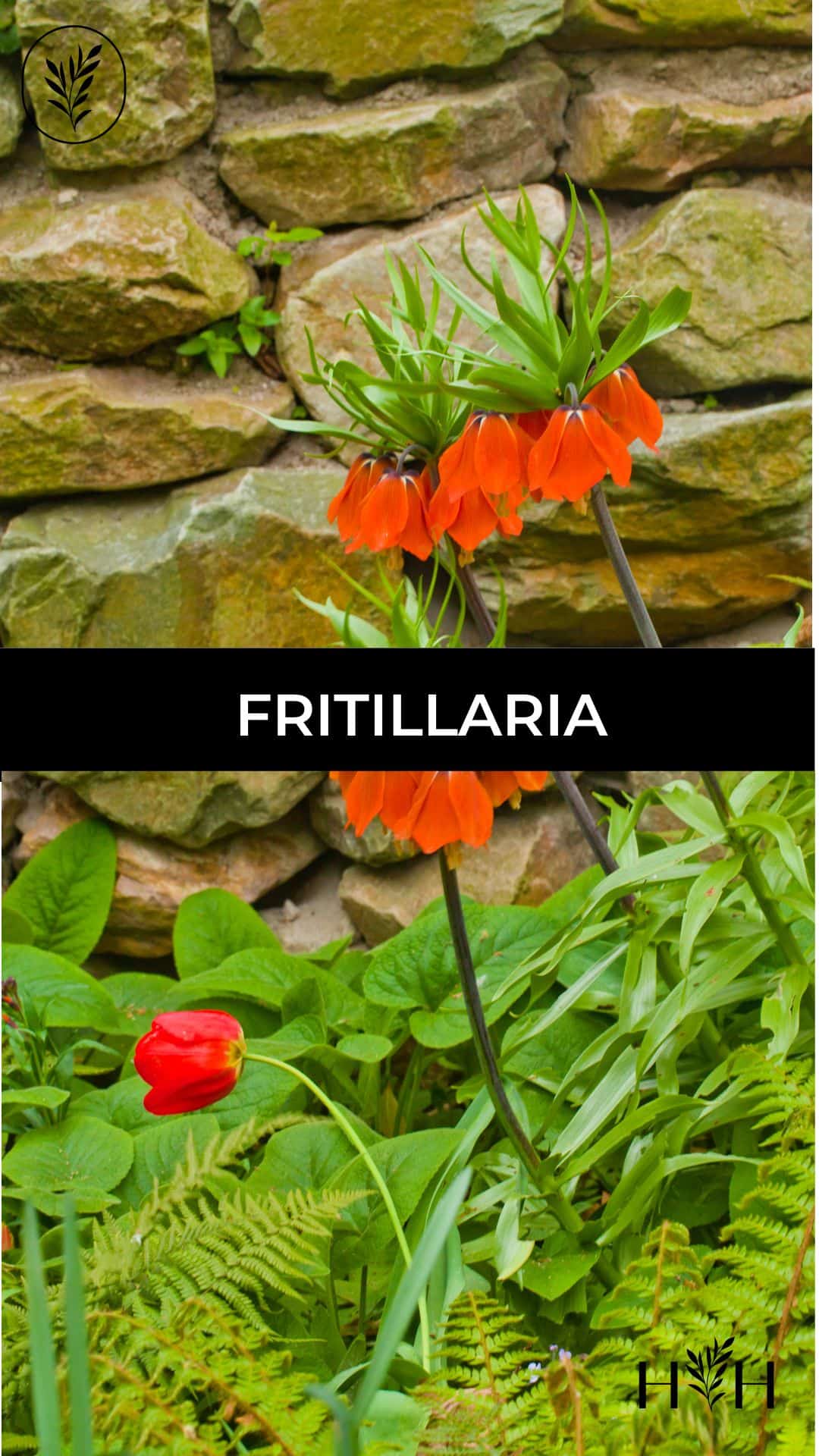 Fritillaria via @home4theharvest