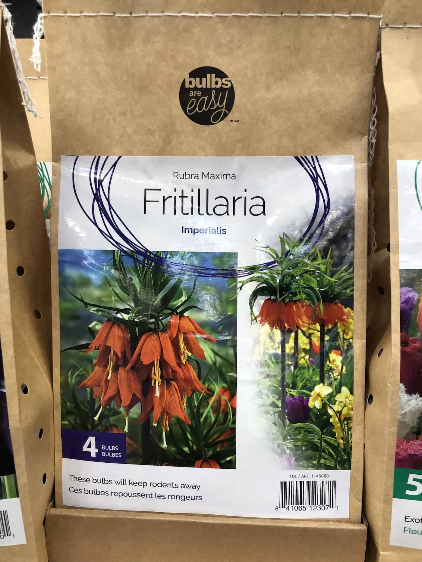 Fritillaria for sale at garden center