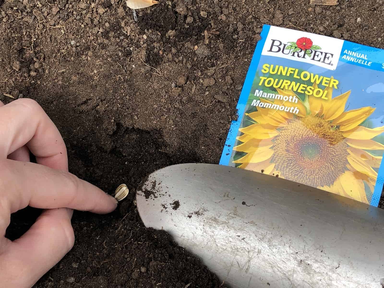 How to plant mammoth sunflower