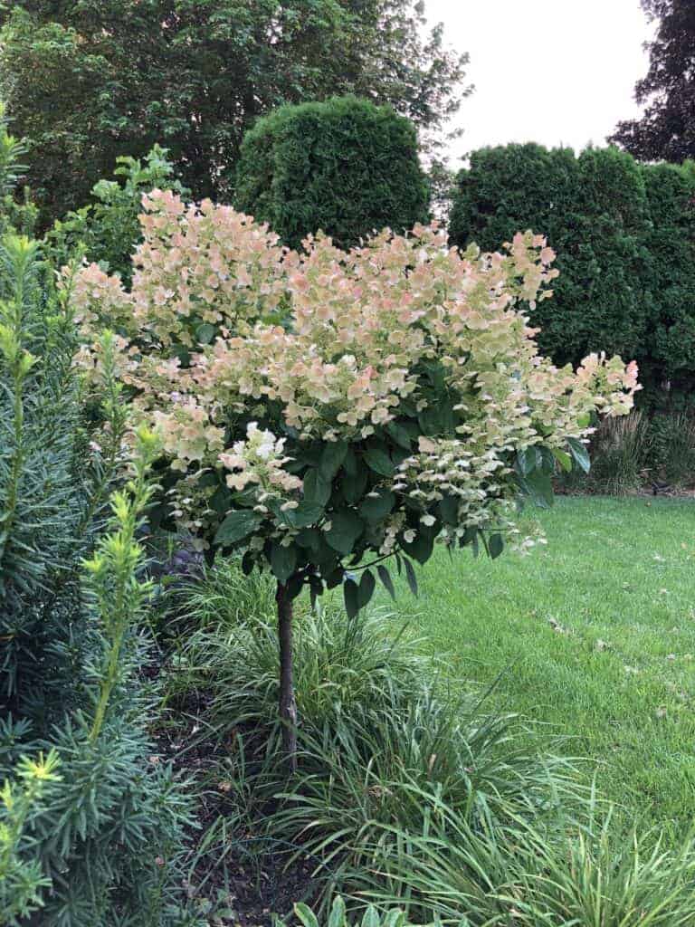 Hydrangea tree in late summer