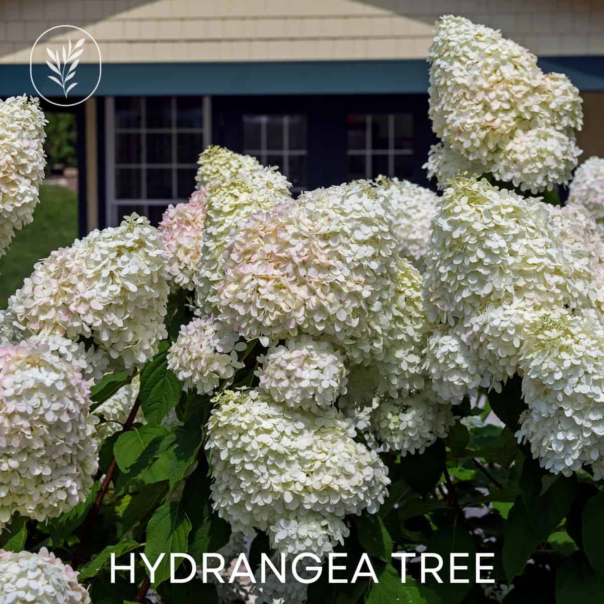 Hydrangea tree via @home4theharvest