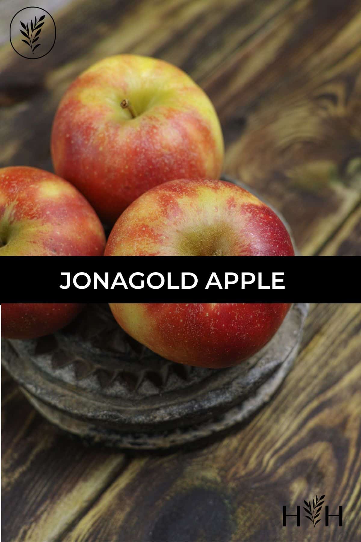 Jonagold apple via @home4theharvest
