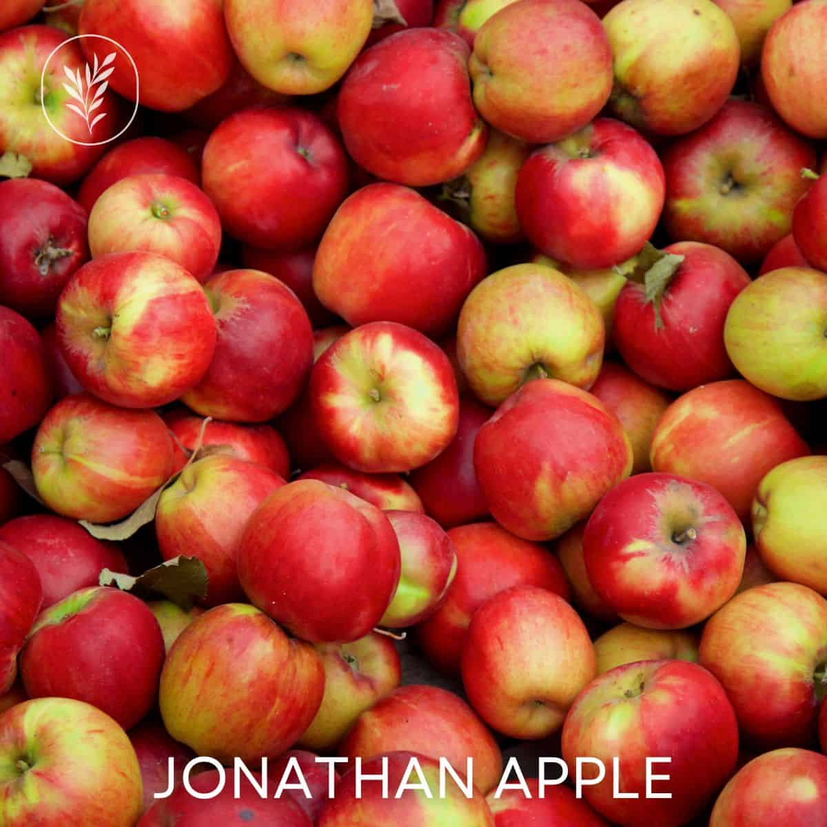 Jonathan apple via @home4theharvest