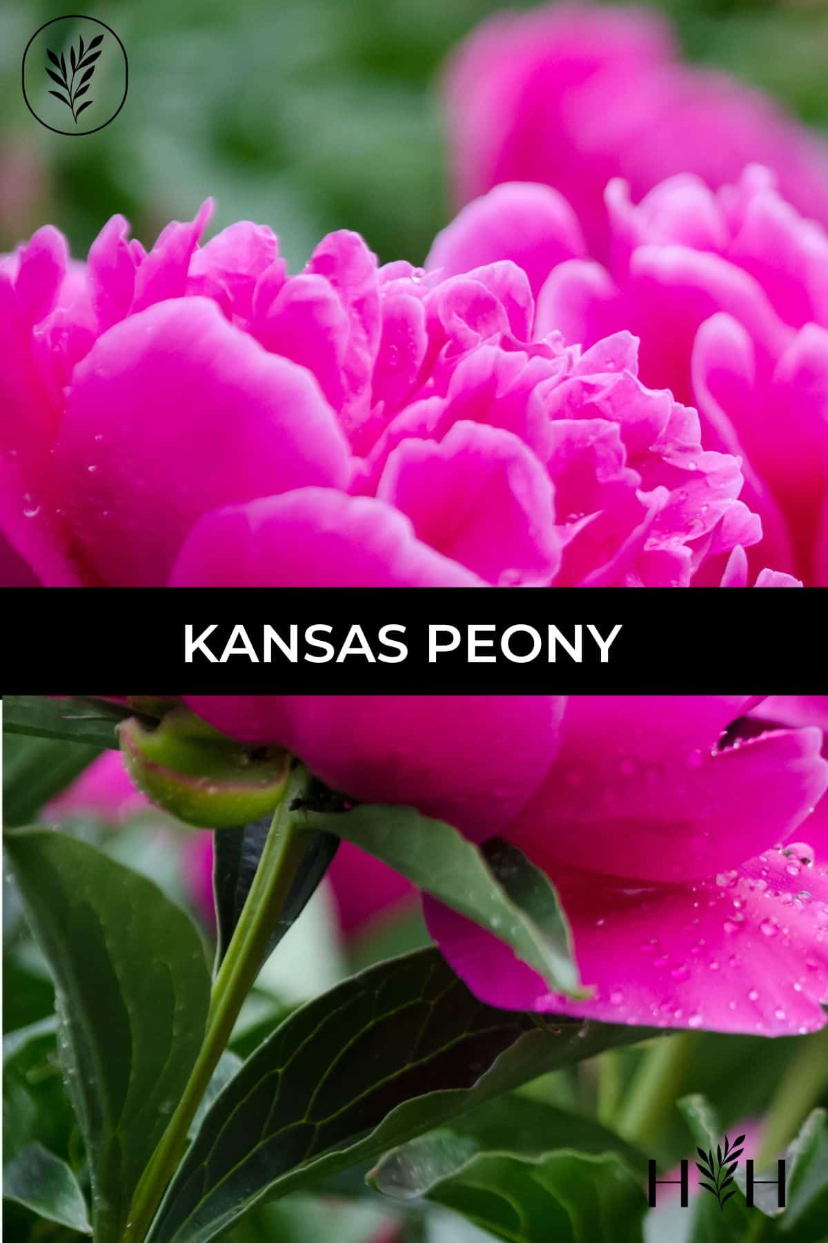 Kansas peony via @home4theharvest