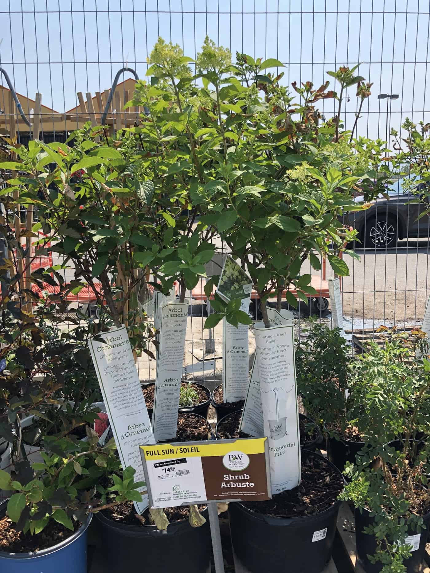 Limelight hydrangea trees for sale at garden center