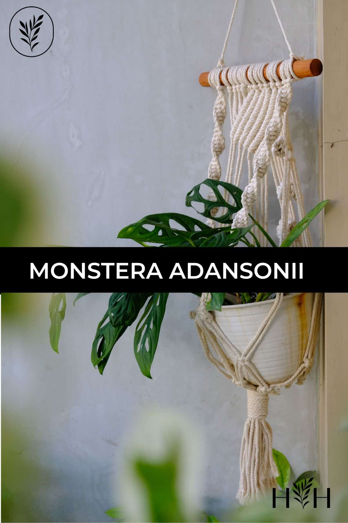 Monstera adansonii via @home4theharvest