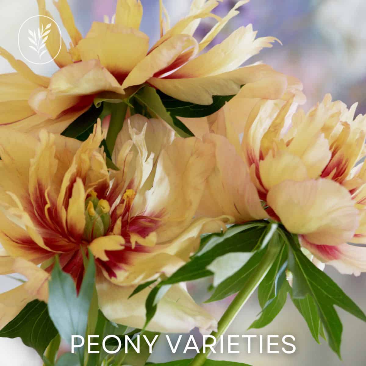 Peony varieties via @home4theharvest