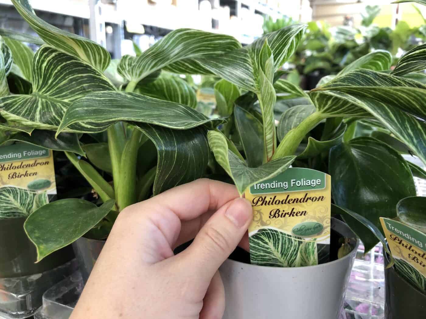 Philodendron Birkin care essentials 🌿 🌟 Uncover the secrets for a