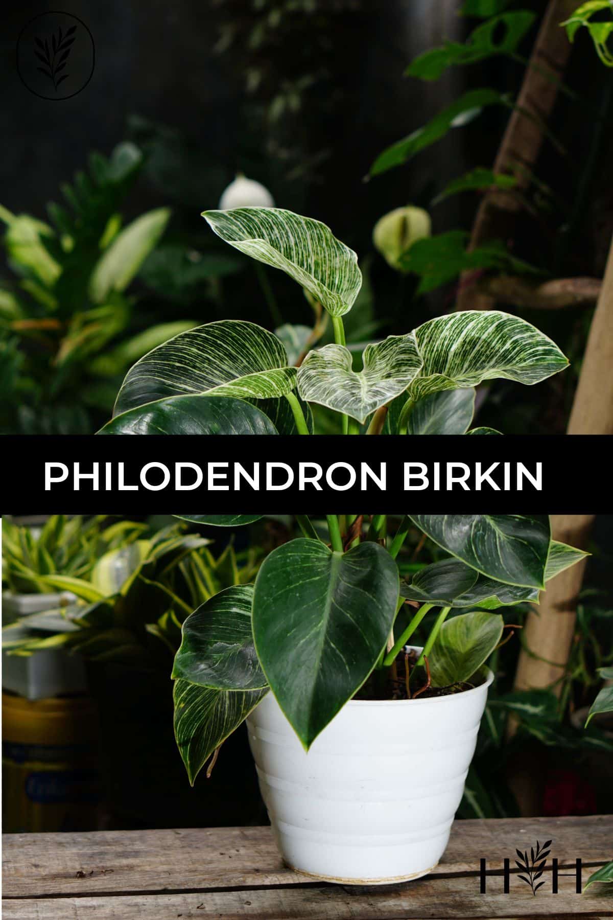 Philodendron birkin via @home4theharvest