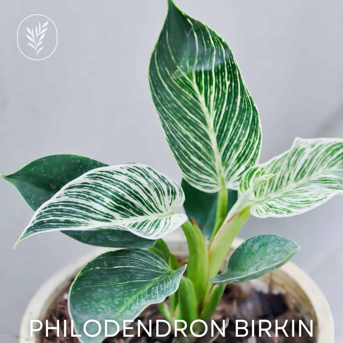 Philodendron birkin via @home4theharvest