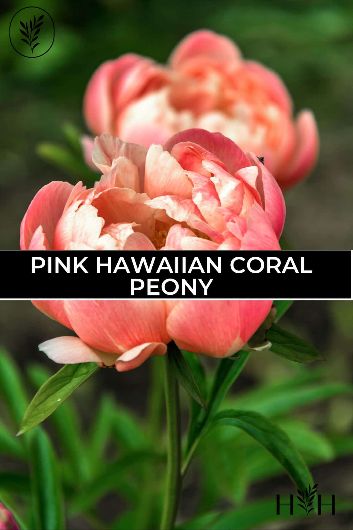 Pink hawaiian coral peony via @home4theharvest