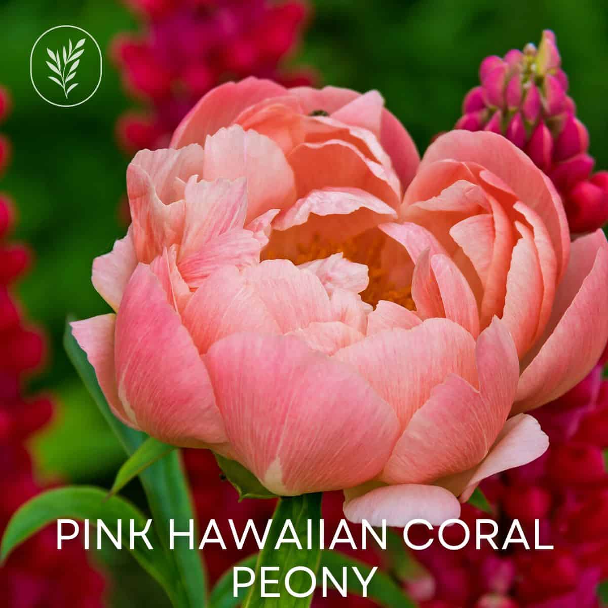 Pink hawaiian coral peony via @home4theharvest