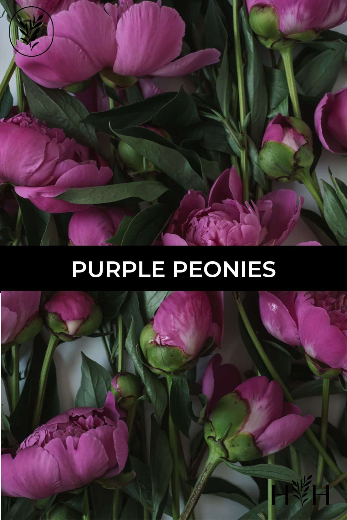 Purple peonies via @home4theharvest