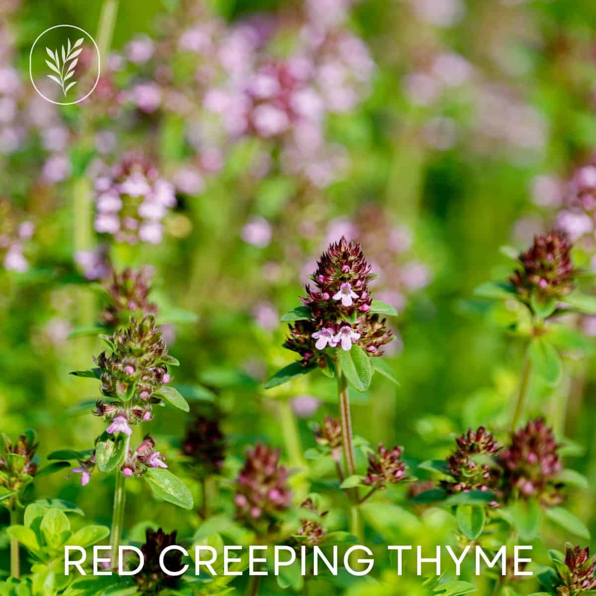 Red creeping thyme via @home4theharvest
