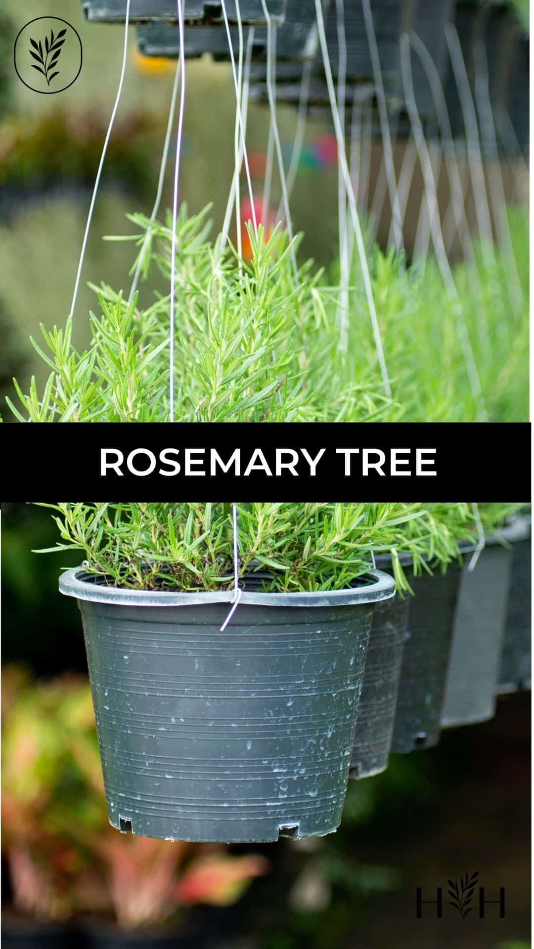 Rosemary tree via @home4theharvest