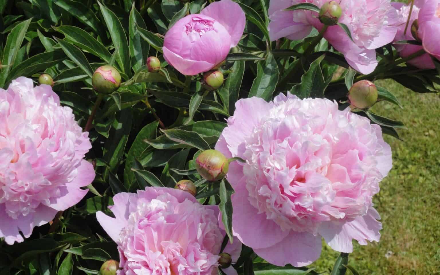 Sarah Bernhardt peony 🌿 🌸 Cultivating the queen of peonies in your garden!