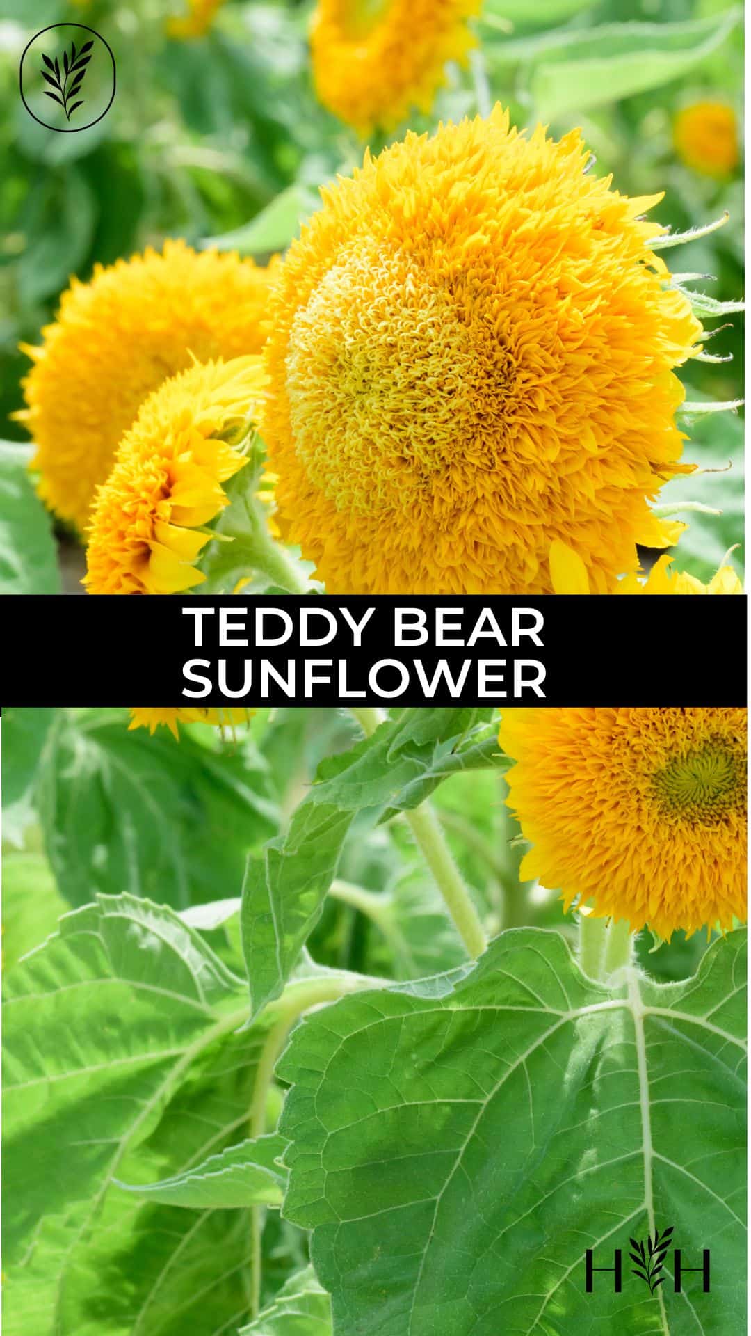 Teddy bear sunflower via @home4theharvest