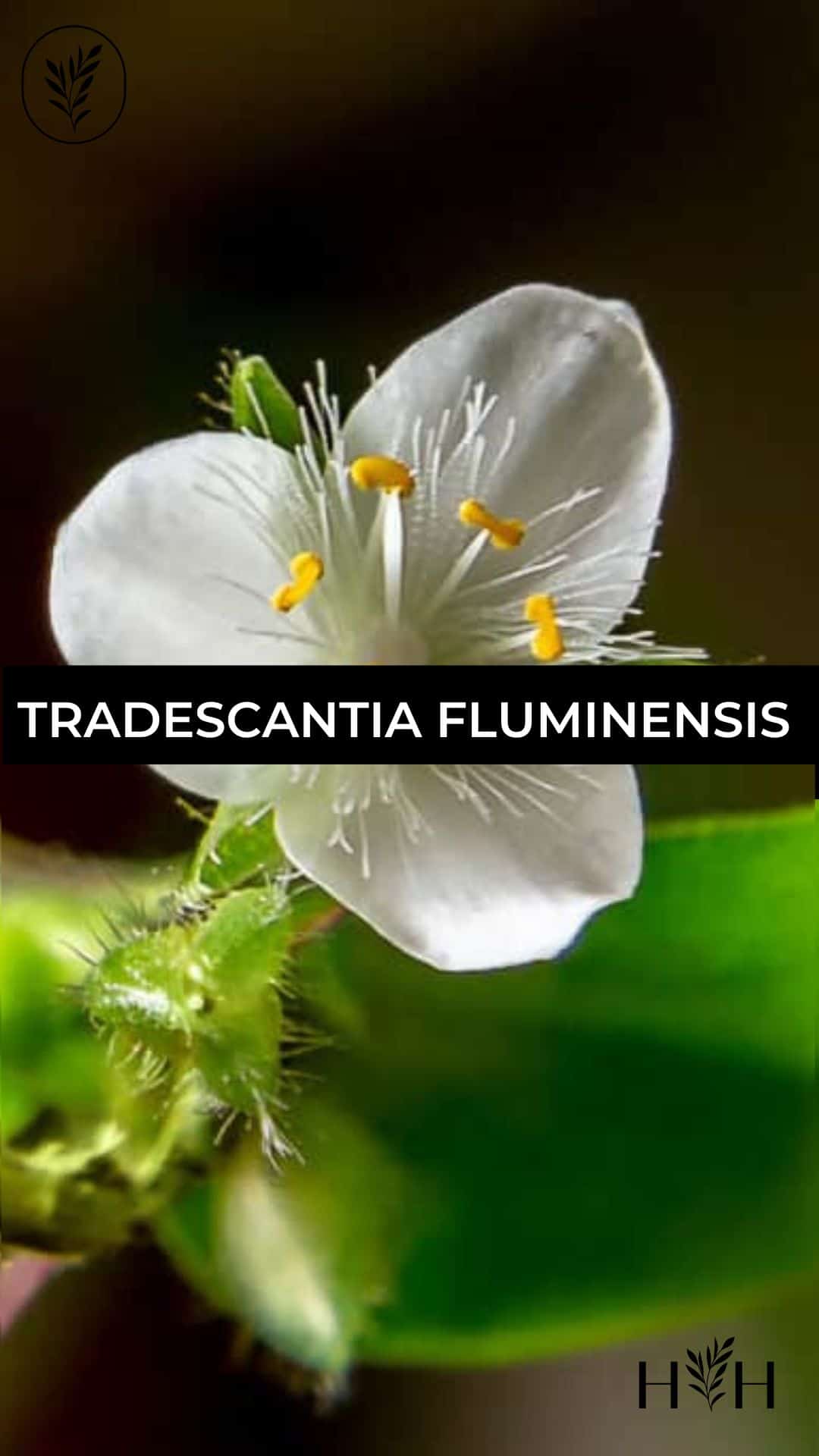 Tradescantia fluminensis via @home4theharvest