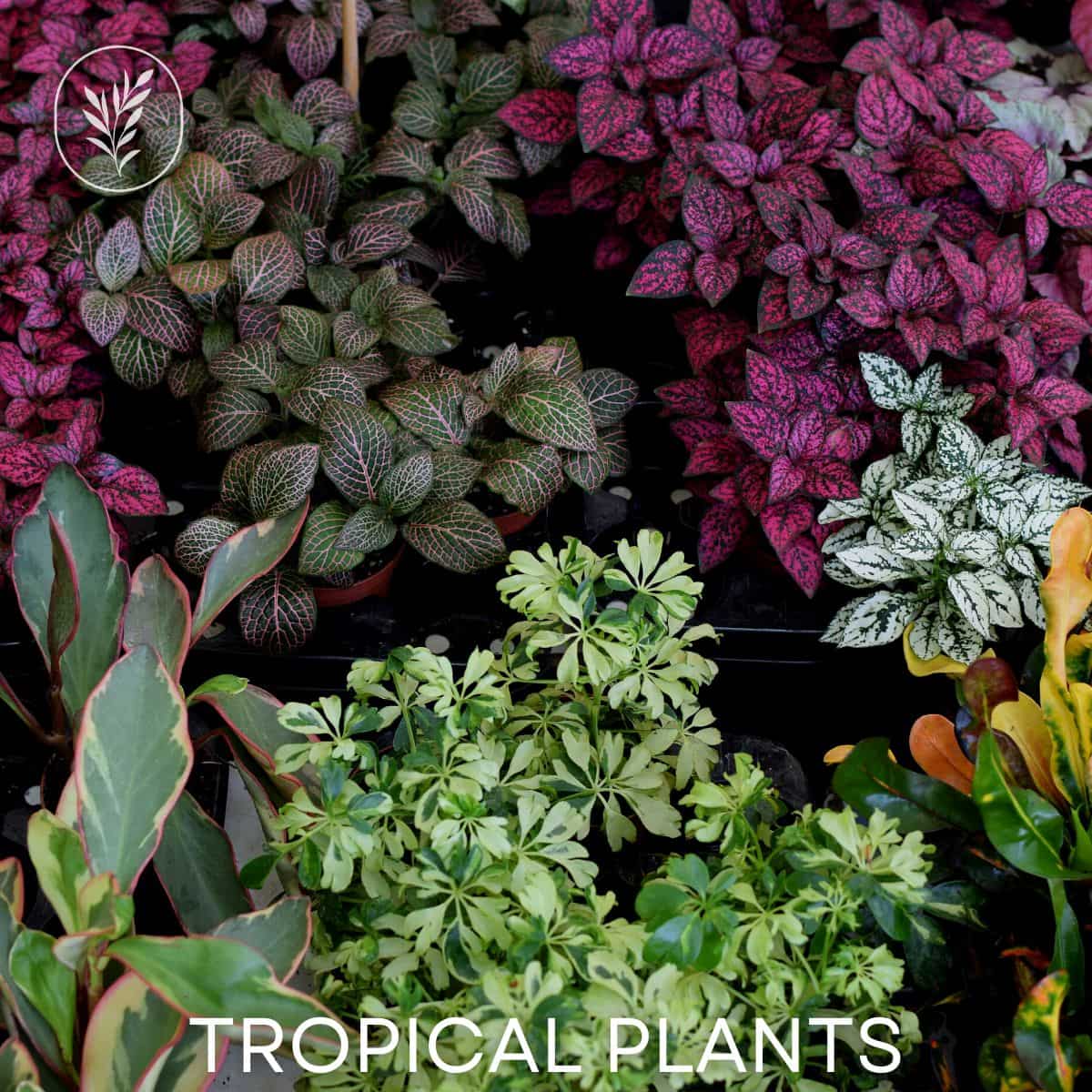 Tropical plants via @home4theharvest