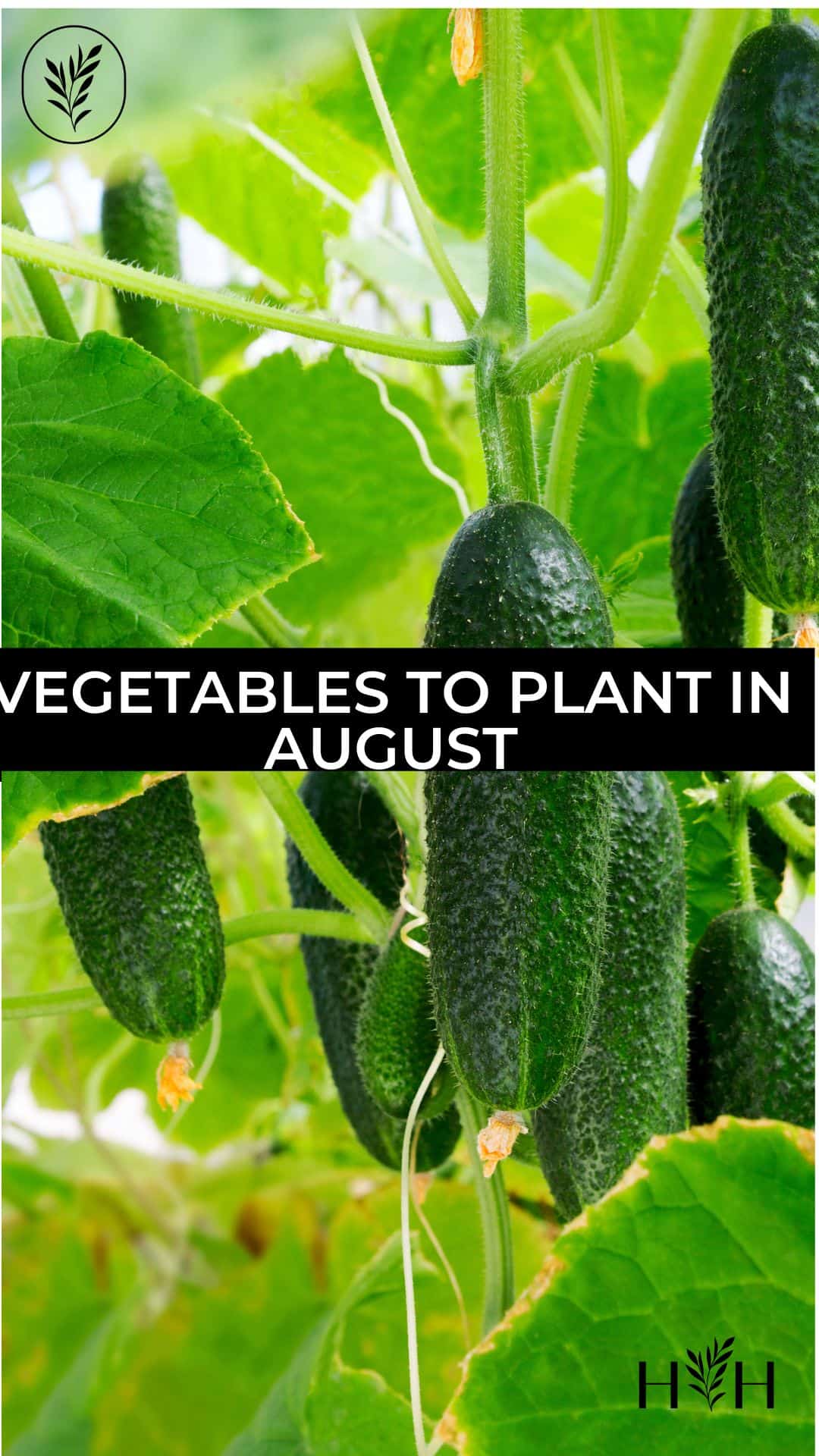 Vegetables to plant in august via @home4theharvest