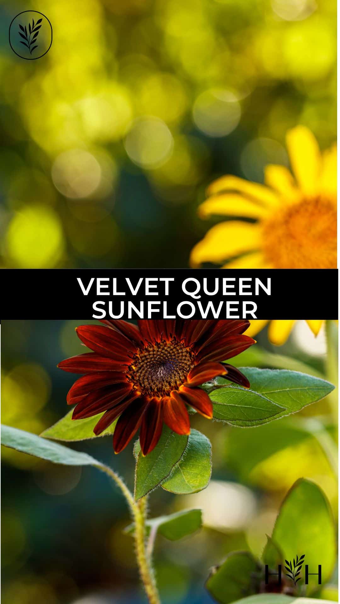 Velvet queen sunflower via @home4theharvest