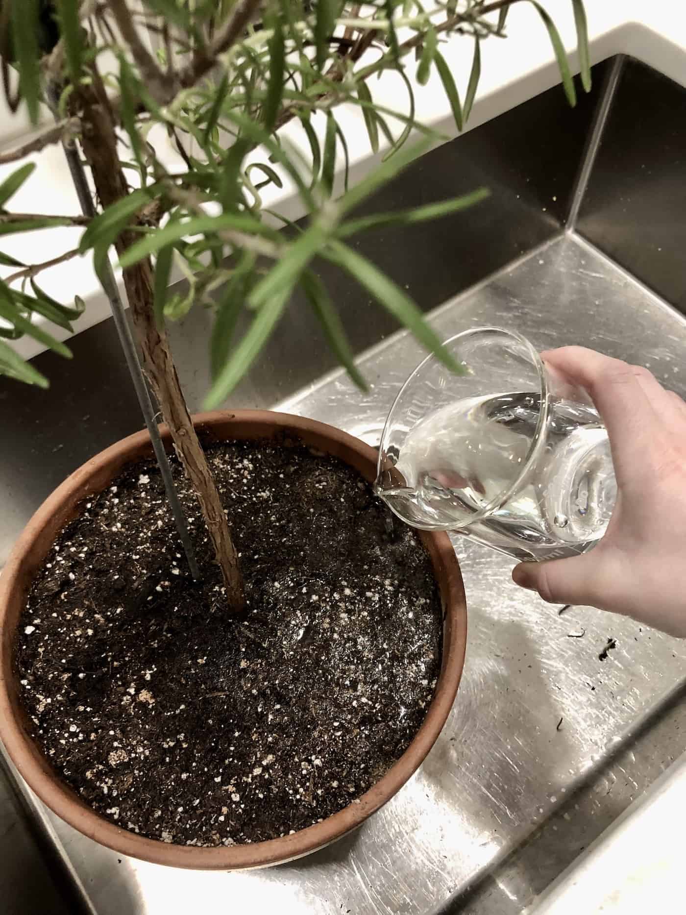 watering a rosemary tree in the sink