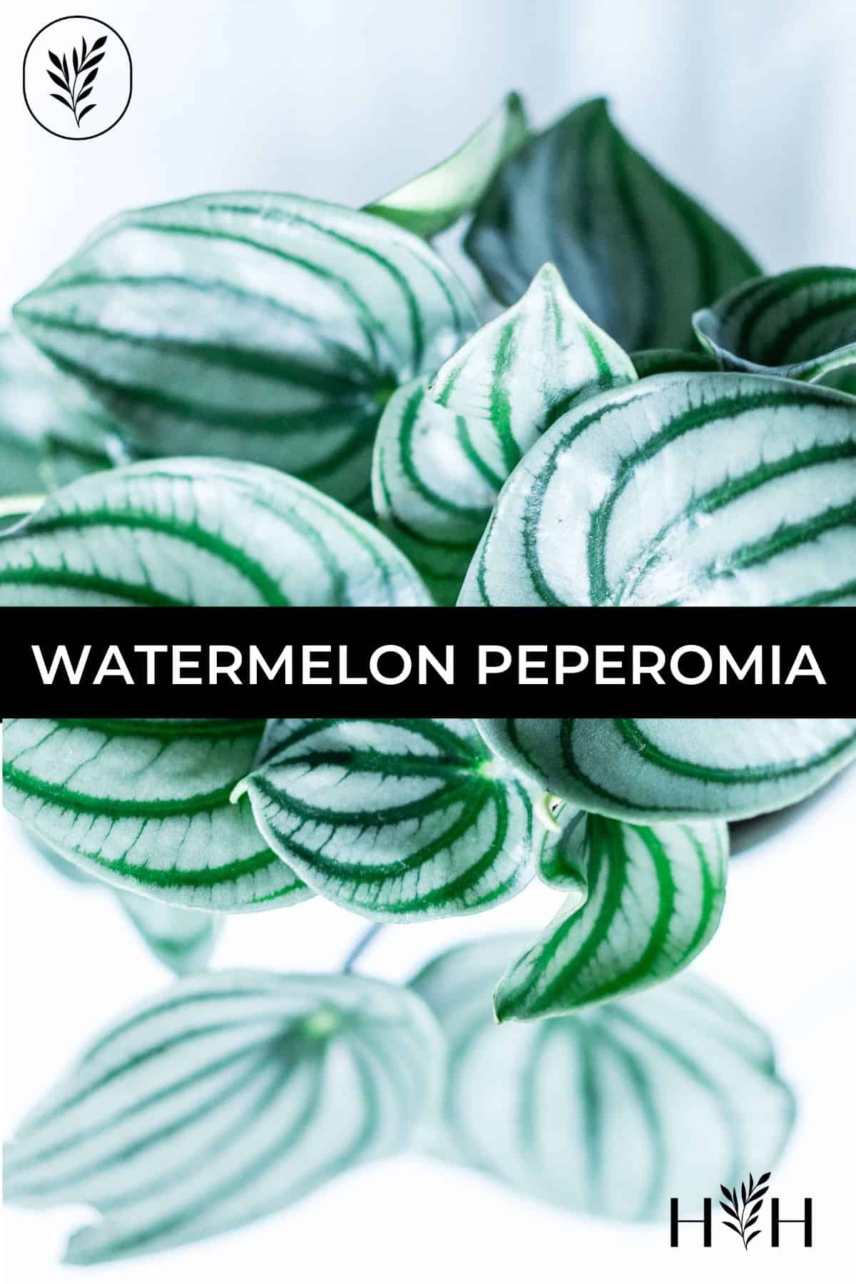 Watermelon peperomia via @home4theharvest