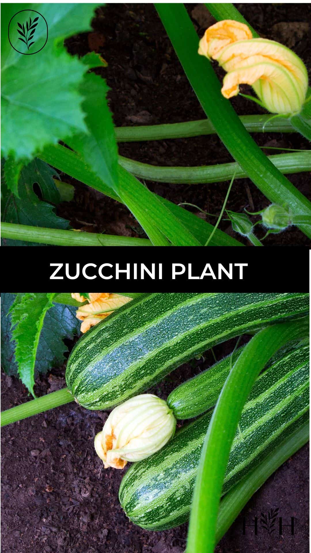 Zucchini plant via @home4theharvest