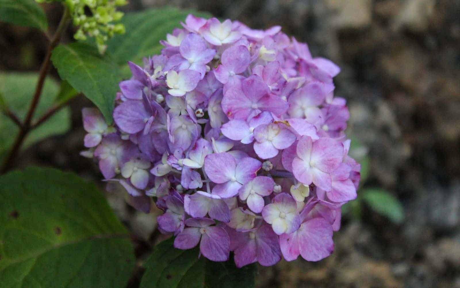 Bloomstruck hydrangea - purple