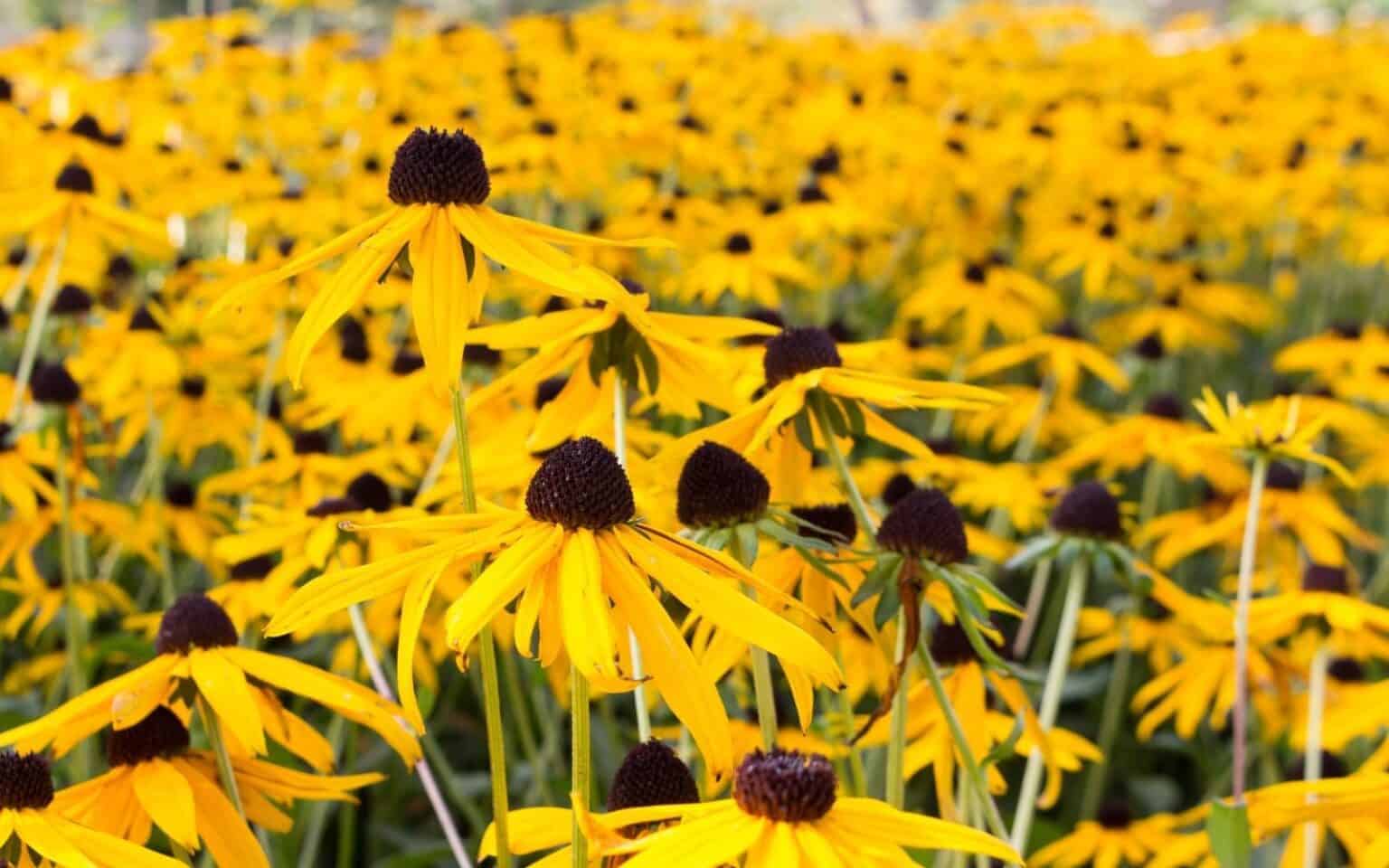 10 flower seeds to plant in April 🌱 🌼 Cultivate a garden of endless blooms