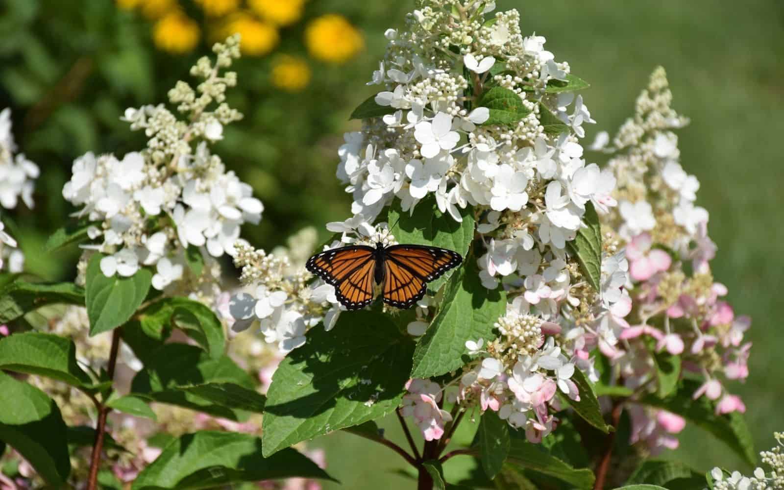 Monarch butterfly on vanilla strawberry hydrangea