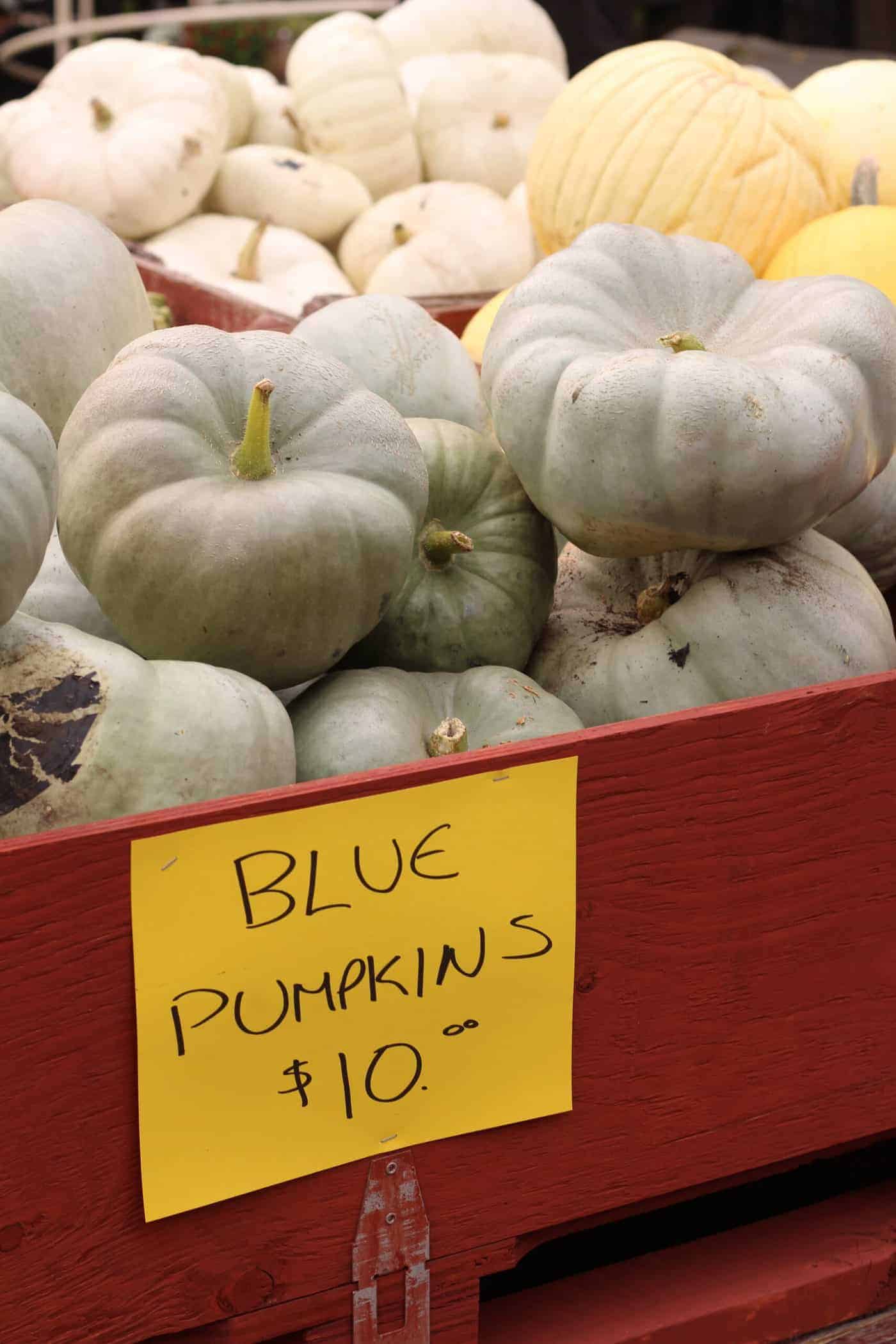 Ornamental Pumpkins - Blue Doll - photo by Mary Jane Duford - HOME for the HARVEST