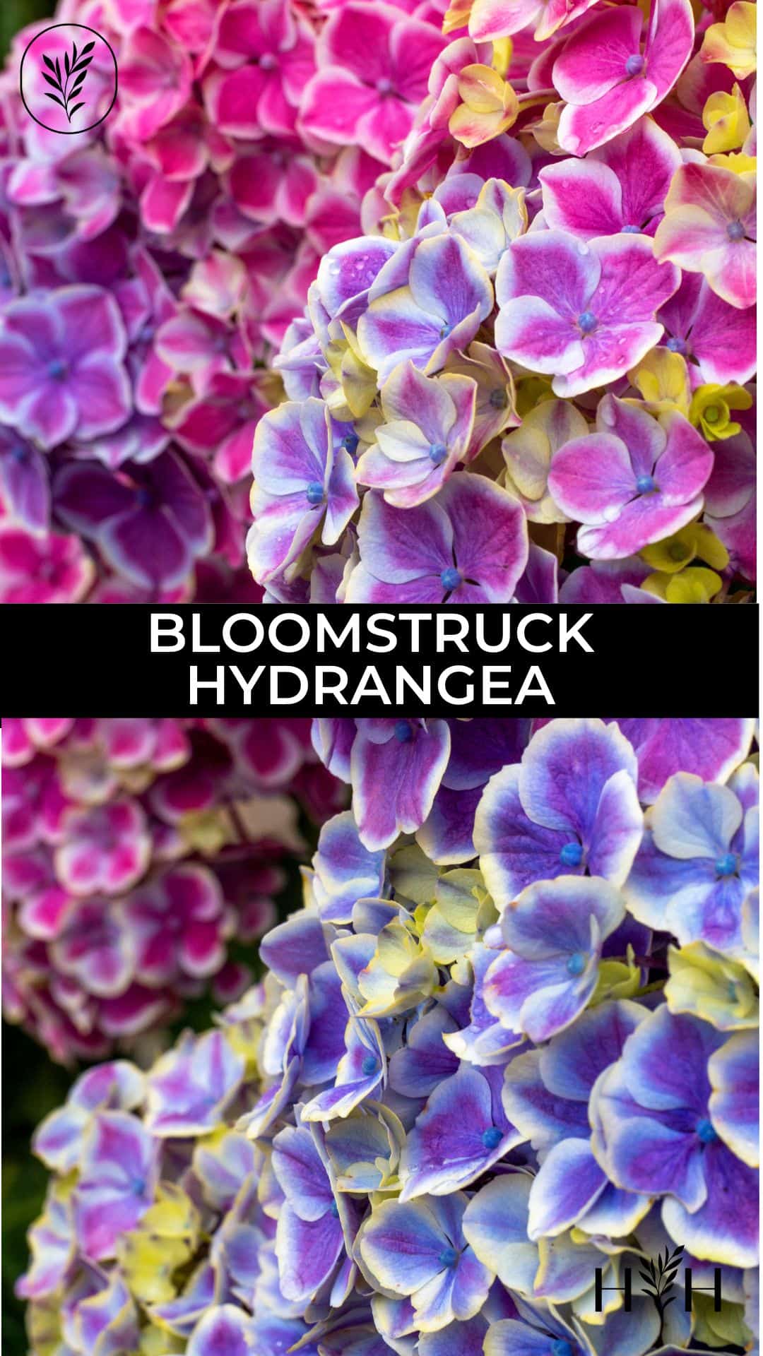 Bloomstruck hydrangea via @home4theharvest